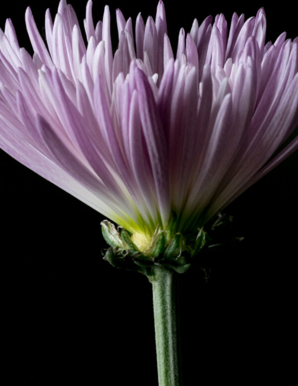 The Life Cycle of a Chrysanthemum 03 - Image 4