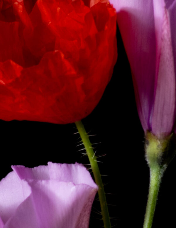 Poppies and Bindweed 13 - Image 4