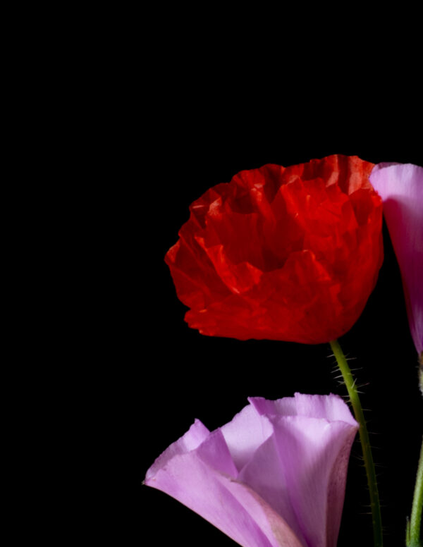 Poppies and Bindweed 13 - Image 3