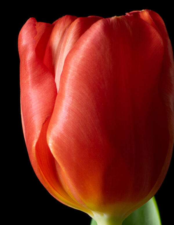 The Dance of a Red Tulip 01 - Image 4