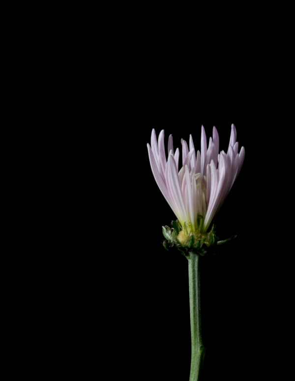 The Life Cycle of a Chrysanthemum 04 - Image 3