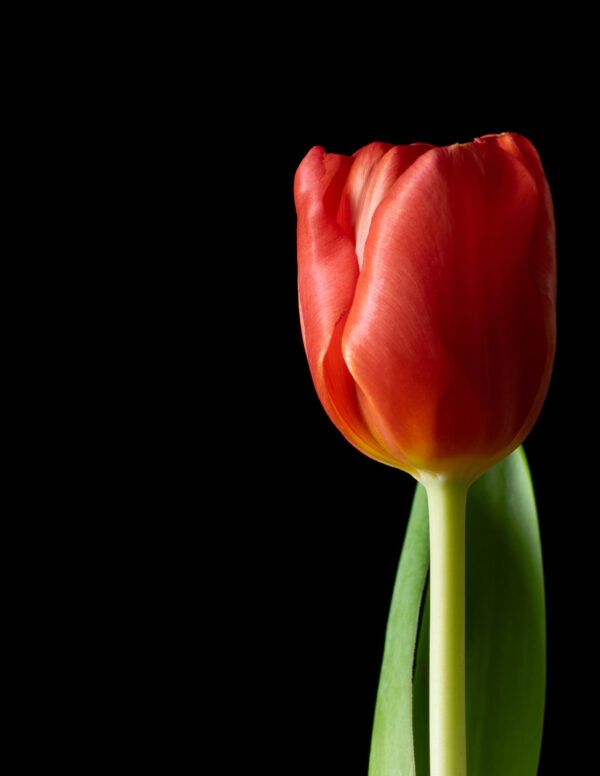 The Dance of a Red Tulip 01 - Image 3