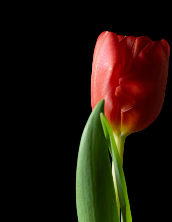 The Dance of a Red Tulip 02 - Image 3