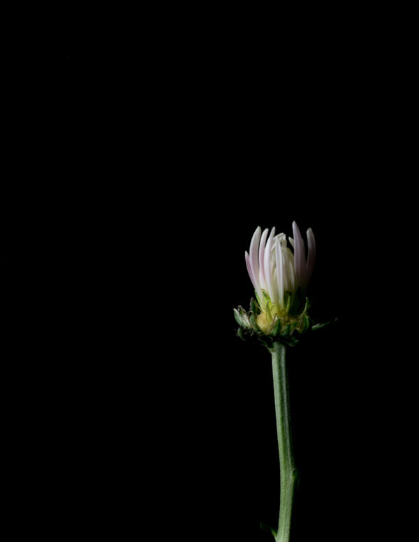 The Life Cycle of a Chrysanthemum 05 - Image 3