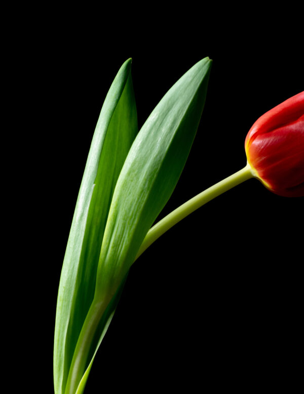 The Dance of a Red Tulip 09 - Image 3