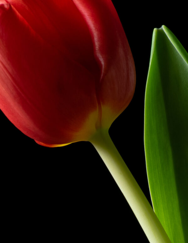 The Dance of a Red Tulip 10 - Image 4