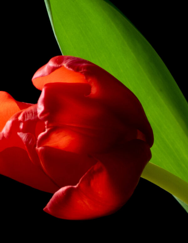 The Dance of a Red Tulip 12 - Image 4