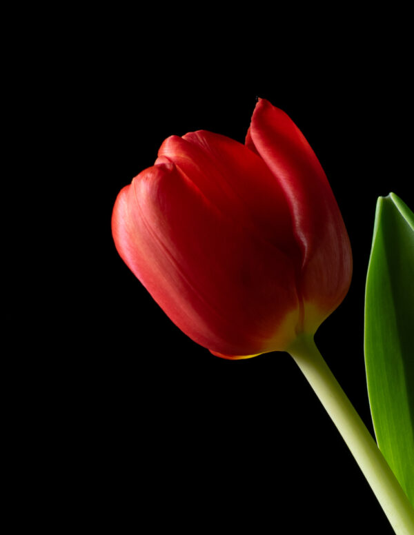 The Dance of a Red Tulip 10 - Image 3