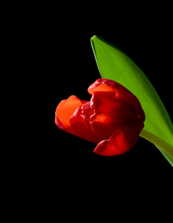 The Dance of a Red Tulip 12 - Image 3