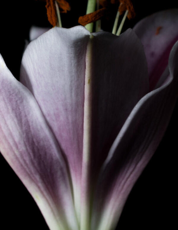 The Death of a Flower 05 - Image 4