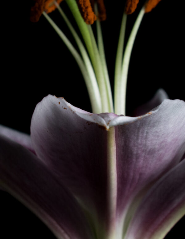 The Death of a Flower 06 - Image 4