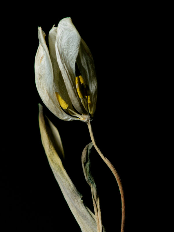 Dried Beauty: White Tulip 01 - Image 2