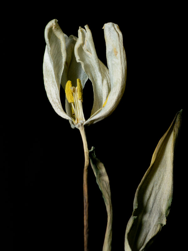 Dried Beauty: White Tulip 02 - Image 2