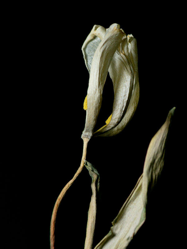 Dried Beauty: White Tulip 03 - Image 2