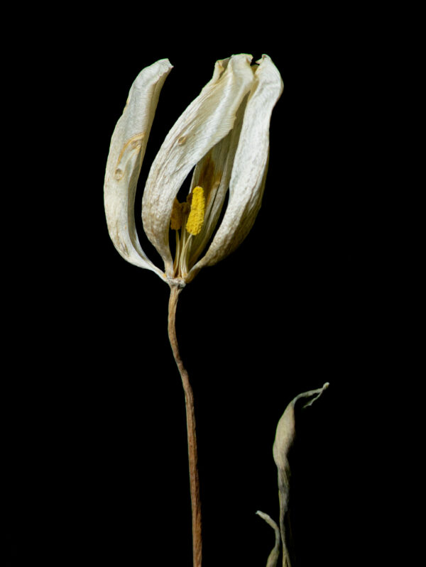 Dried Beauty: White Tulip 04 - Image 2