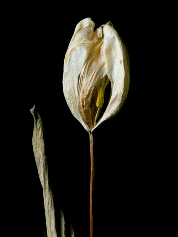 Dried Beauty: White Tulip 05 - Image 2