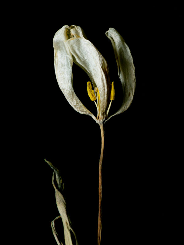 Dried Beauty: White Tulip 06 - Image 2