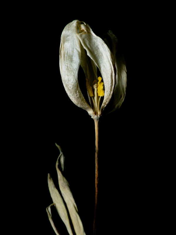 Dried Beauty: White Tulip 07 - Image 2