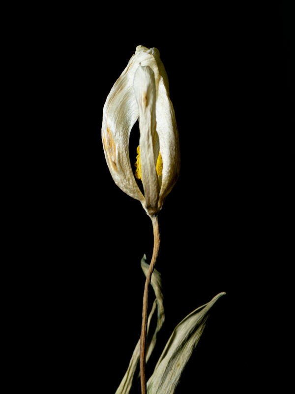 Dried Beauty: White Tulip 08 - Image 2