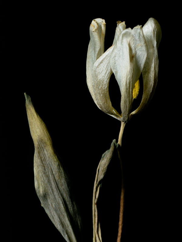 Dried Beauty: White Tulip 09 - Image 2