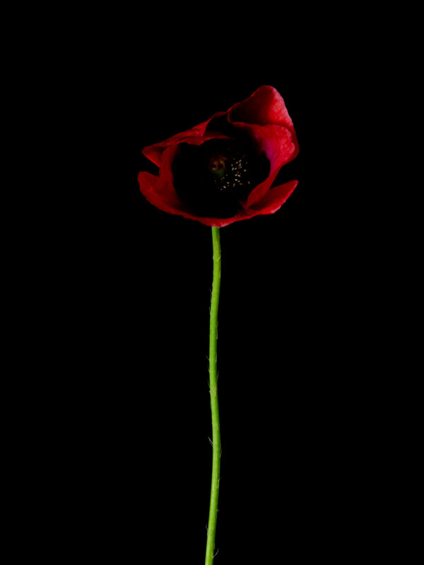 Poppies and Bindweed 04 - Image 2