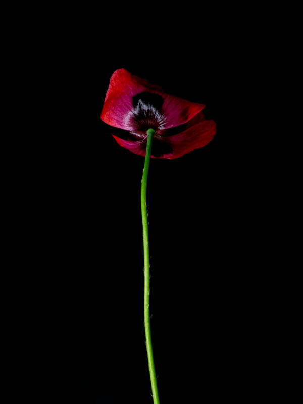 Poppies and Bindweed 08 - Image 2