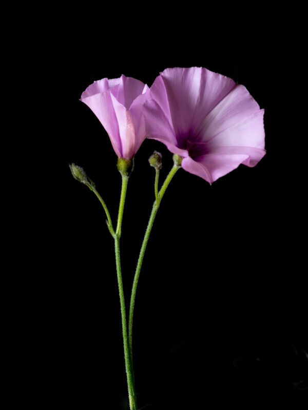 Poppies and Bindweed 11 - Image 2