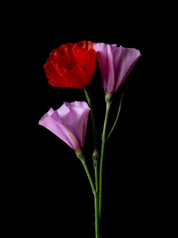 Poppies and Bindweed 13 - Image 2