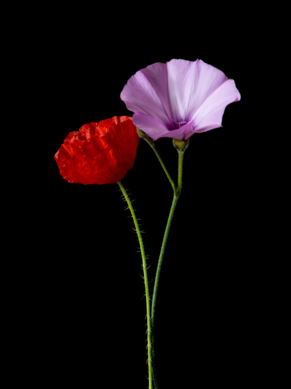 Poppies and Bindweed 14 - Image 2