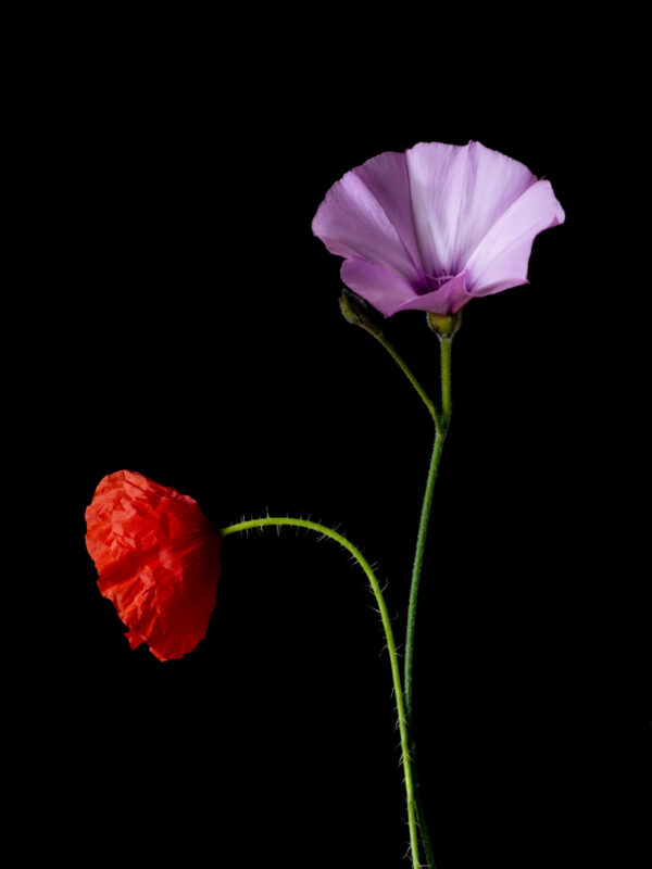 Poppies and Bindweed 15 - Image 2