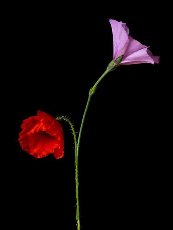 Poppies and Bindweed 16 - Image 2