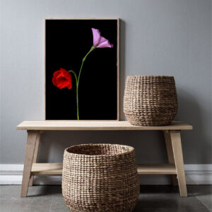 Poppies and Bindweed 16