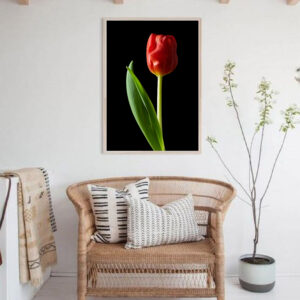 The Dance of a Red Tulip 03