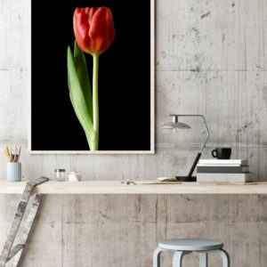 The Dance of a Red Tulip 04