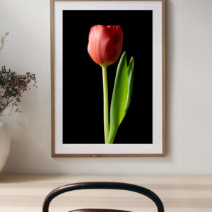 The Dance of a Red Tulip 05