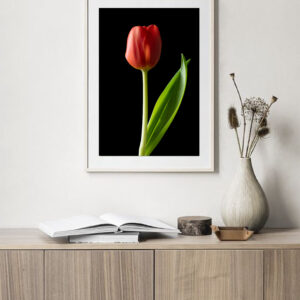 The Dance of a Red Tulip 06