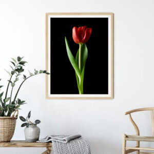 The Dance of a Red Tulip 07