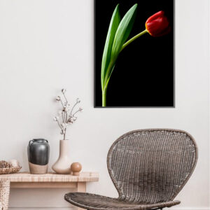 The Dance of a Red Tulip 09