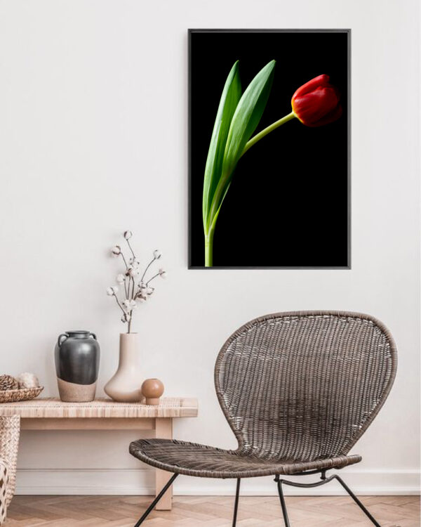 The Dance of a Red Tulip 09