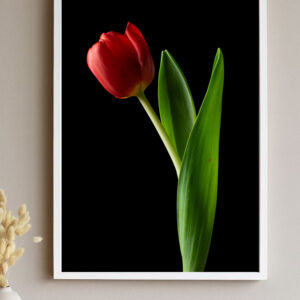 The Dance of a Red Tulip 10