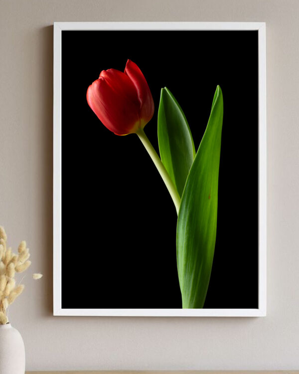 The Dance of a Red Tulip 10