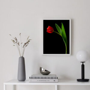 The Dance of a Red Tulip 11