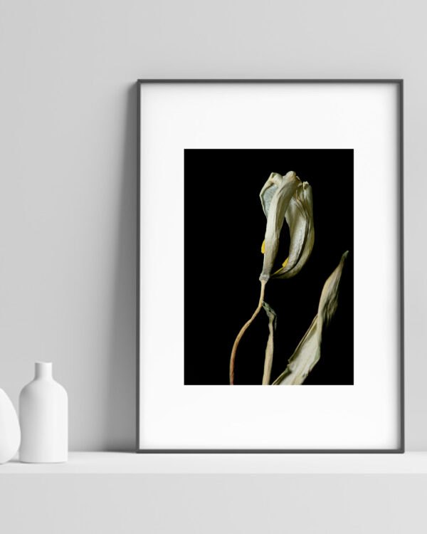 Dried Beauty: White Tulip 03