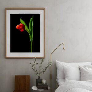 The Dance of a Red Tulip 12