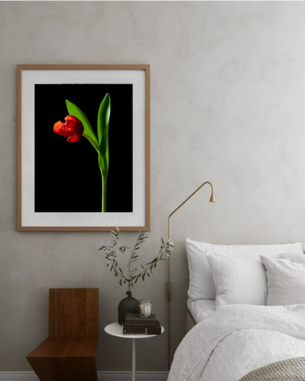 The Dance of a Red Tulip 12