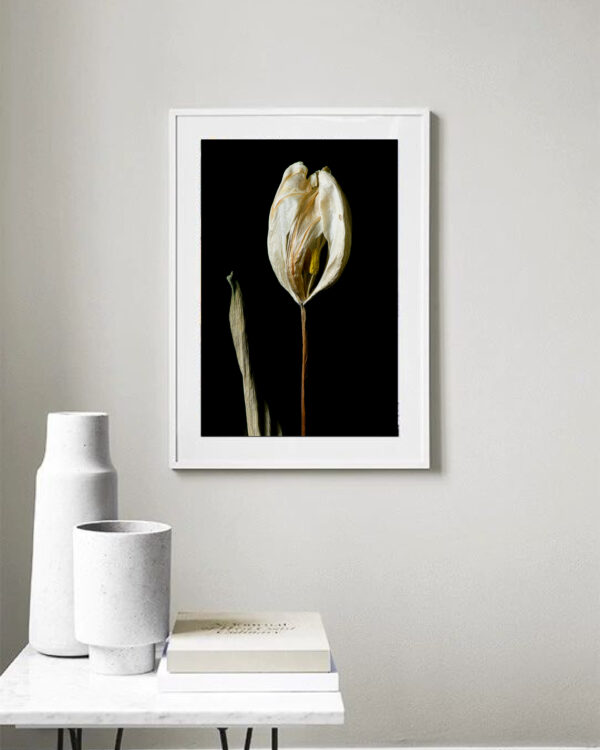 Dried Beauty: White Tulip 05