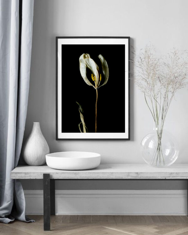 Dried Beauty: White Tulip 06