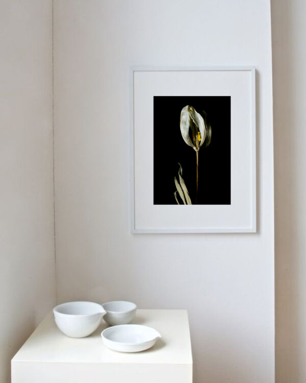 Dried Beauty: White Tulip 07