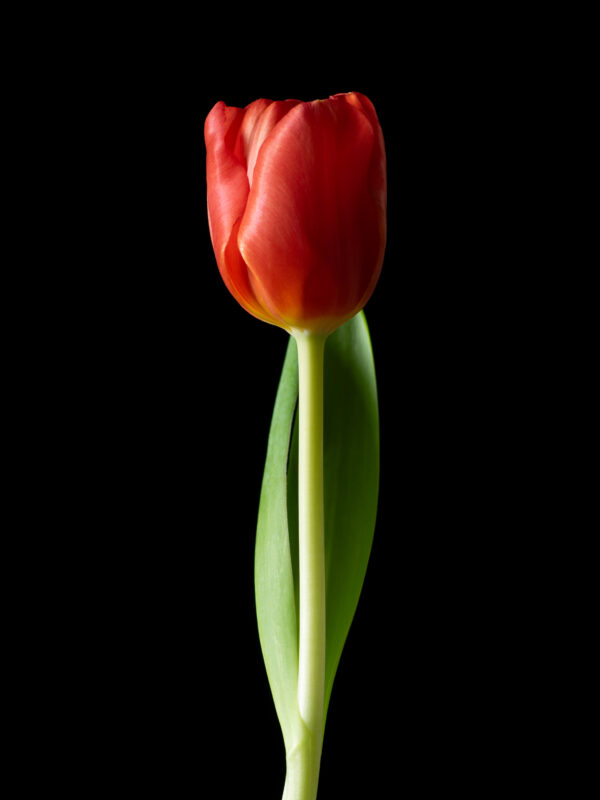 The Dance of a Red Tulip 01 - Image 2