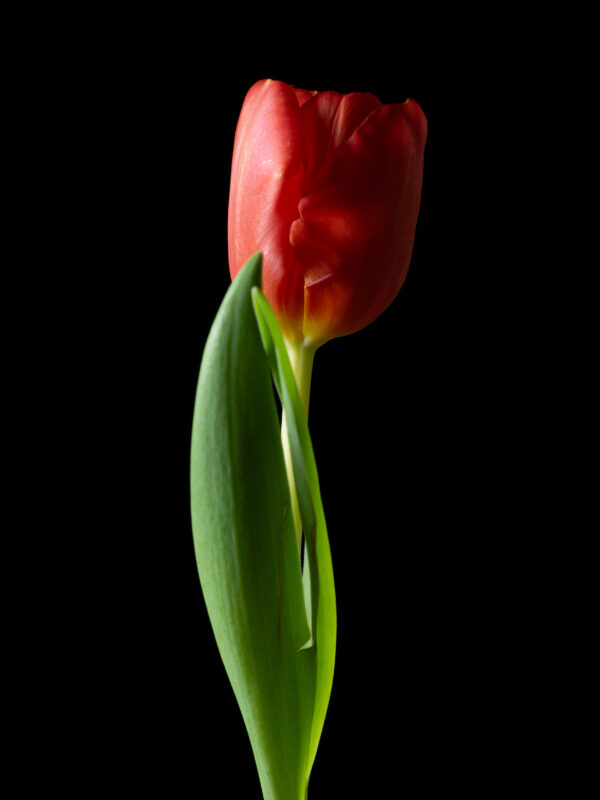 The Dance of a Red Tulip 02 - Image 2